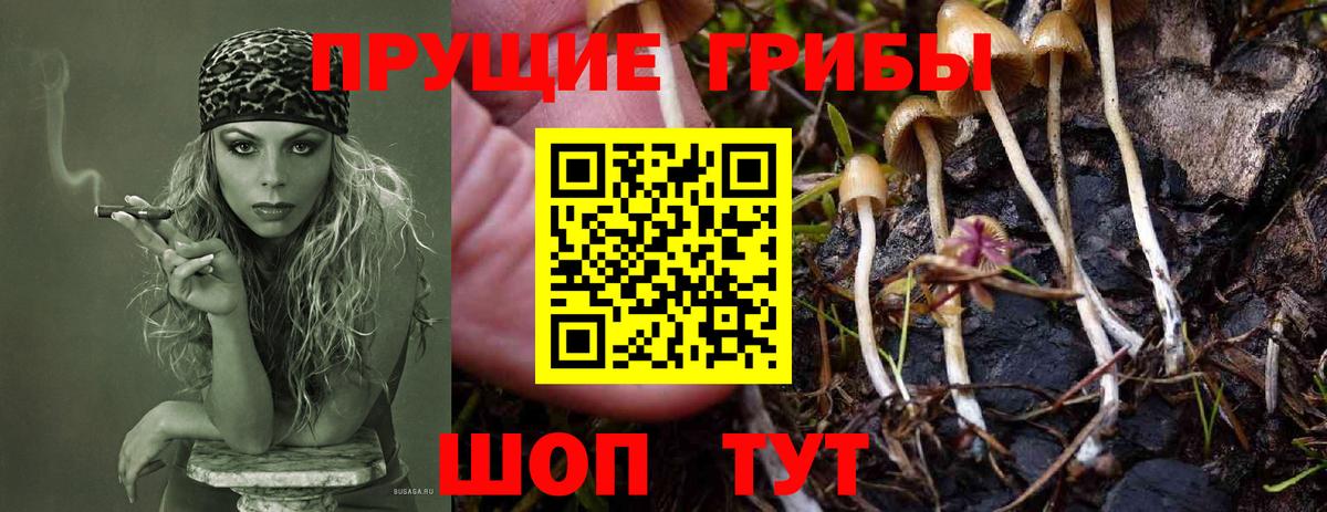 Псилоцибиновые грибы мицелий Новозыбков
